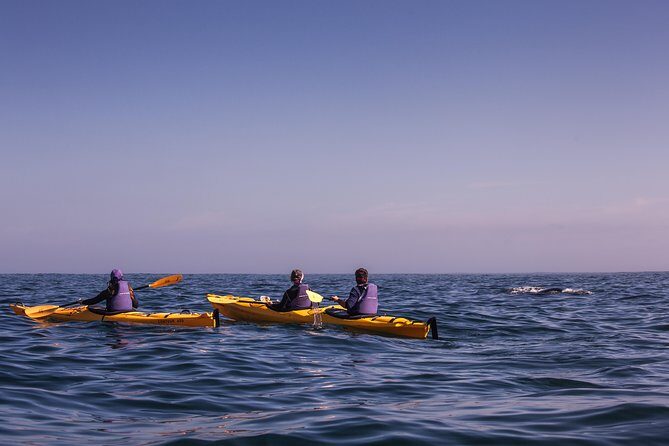 Kayak Chapman's Peak and Karbonkelberg in Hout Bay - Hout Bay Harbour segment: seals, fishing boats, and close-up ocean life