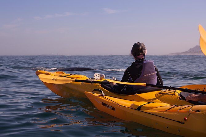 Kayak to the penguins in Simons Town - Kayaking to Penguins: What Makes This Route Special