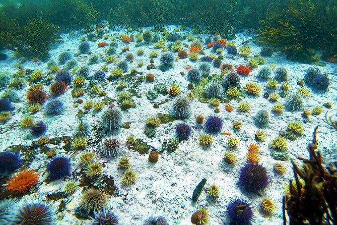 Kelp Forest Snorkeling in Cape Town - How the Safety Buoy System Works
