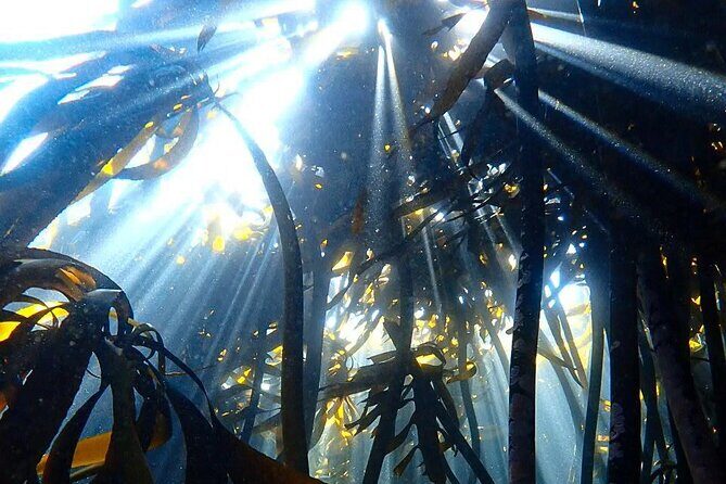 Kelp Forest Snorkeling in Cape Town - What You’ll See in the Kelp Forest Sea