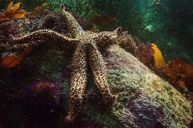 Kelp Forest Snorkeling in Cape Town - Spotting Marine Life: Learning While You Float