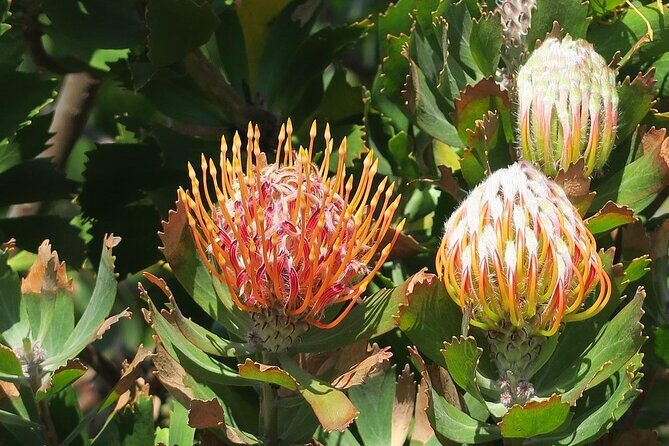 Kirstenbosch Botanical Gardens and Constantia Wine Tasting Tour. - Kirstenbosch on Table Mountain: Big Garden, Real Breathing Room