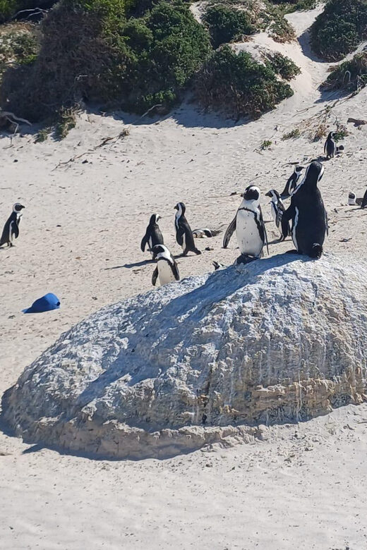 Kirstenbosch Garden, Bo-Kaap-Penguins & Cape Peninsula Tour - Muizenberg, St James Beach Cabanas, and Sea-Air Breaks