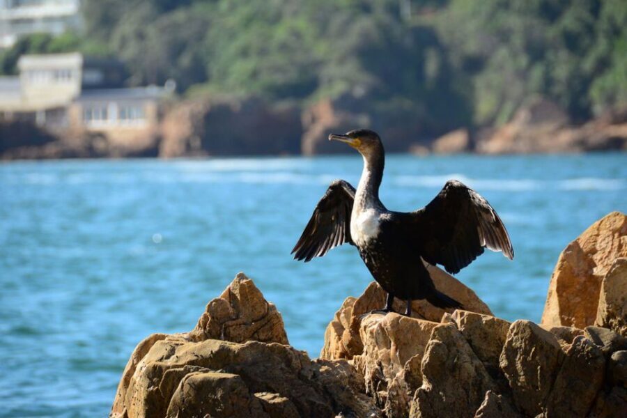 Knysna Heads and Estuary Adventure - Getting to Ocean Odyssey in Thesen Harbour Town