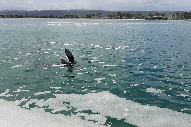 Knysna Lagoon Boat Cruises - Boat comfort and group size: the difference between crowded and calm