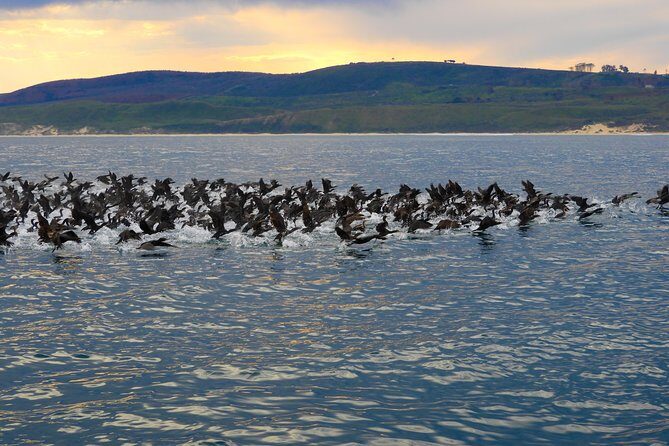 Knysna Marine Life & Garden Route Coastline Experience - Why Knysna Heads and the Lagoon Make This Cruise Special