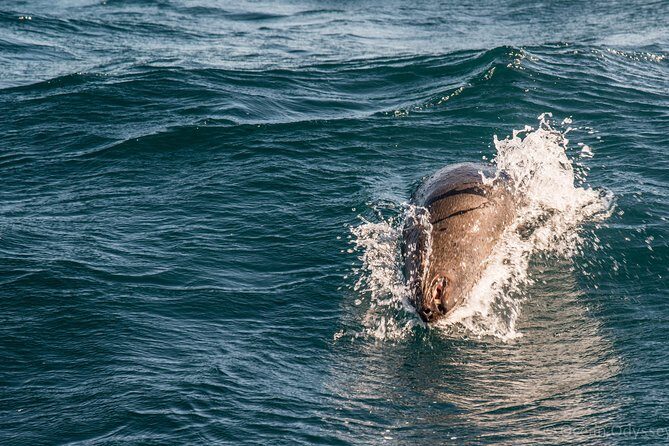 Knysna Marine Life & Garden Route Coastline Experience - Boat Ride Reality Check: Speed, Wakes, and Sea/Weather Limits