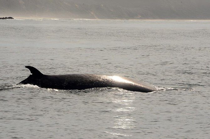 Knysna Marine Life & Garden Route Coastline Experience - Value for Money at About $105 for 90 Minutes