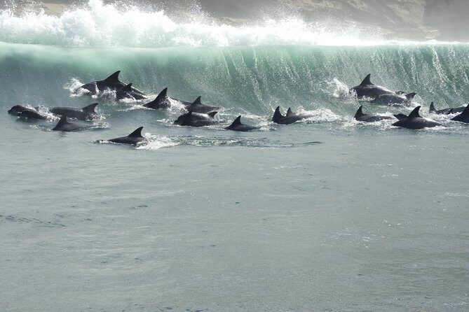 Knysna Marine Life & Garden Route Coastline Experience - Who This Cruise Fits Best in Knysna