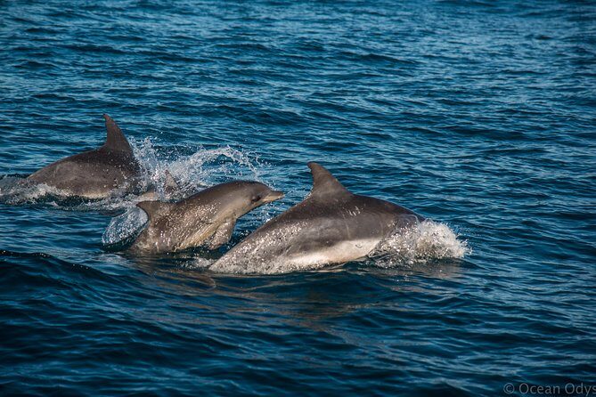 Knysna Marine Life & Garden Route Coastline Experience - Cruising the Knysna Lagoon: Estuary Views You Can See From Every Seat