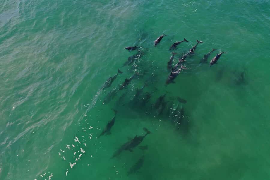 Knysna: Marine Life & Garden Route Coastline Tour - The Heads and beyond: Your route, in plain language