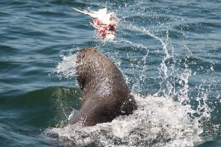 Knysna: Marine Life & Garden Route Coastline Tour - Wildlife spotting the smart way: how the skippers help you actually see things