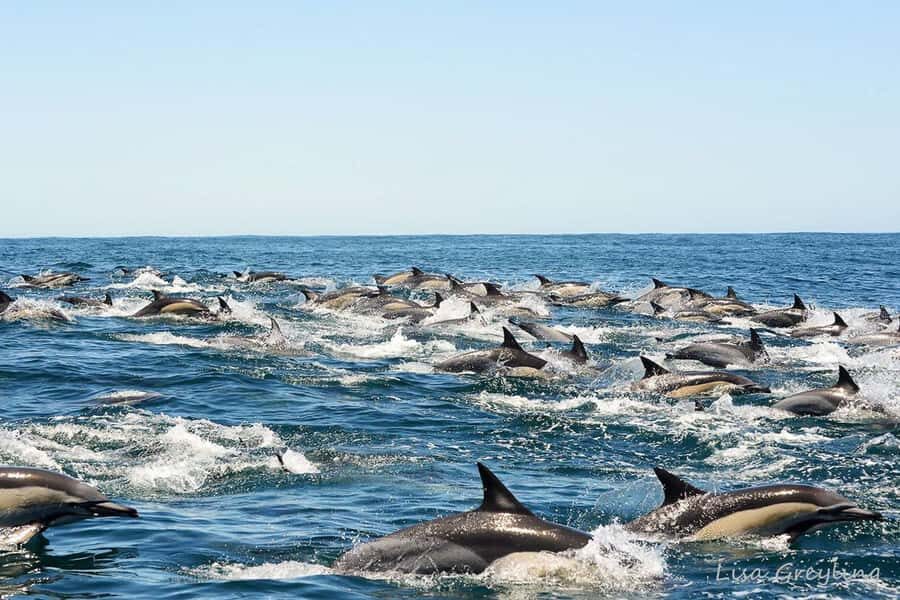 Knysna: Marine Life & Garden Route Coastline Tour - Weather changes: what happens if the sea won’t cooperate