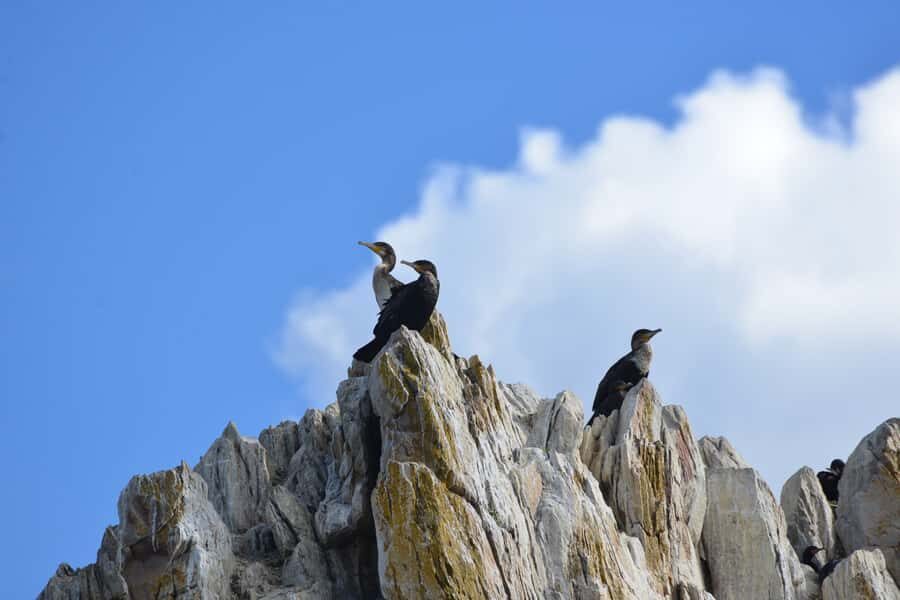 Knysna: Marine Life & Garden Route Coastline Tour - What to bring: your personal comfort kit for Knysna water time