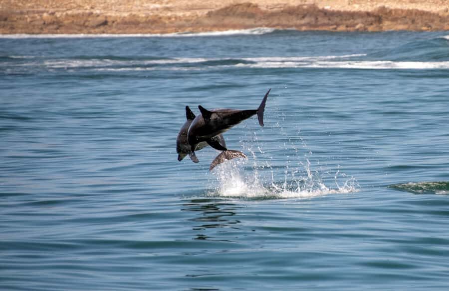 Knysna: Marine Life & Garden Route Coastline Tour - Starting at Thesen Harbour Town: Where the tour begins and how it feels