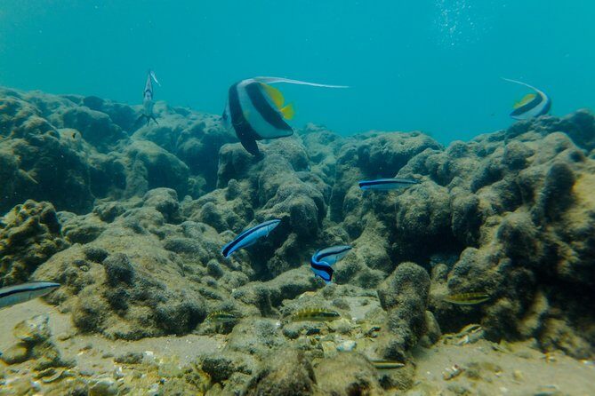 Kosi Bay Mouth Experience - Kayaking, Snorkeling, Fish Trap Tour and Fish braai - Kayaking through mangroves and birdlife
