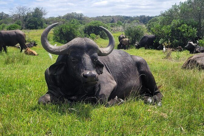 Kragga Kamma Game Drive and Scenic Coastal Tour in Port Elizabeth - Key Things to Know Before You Go