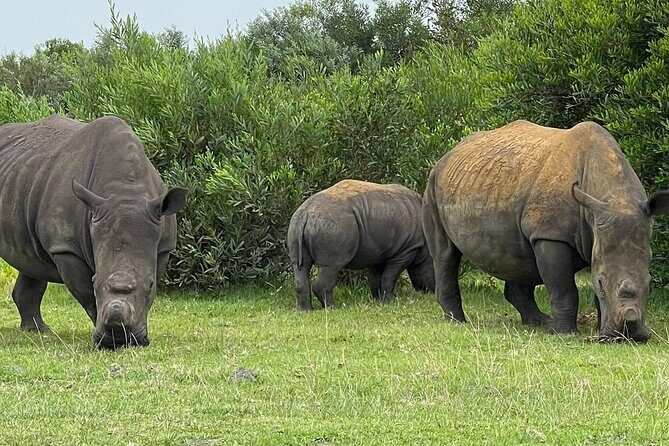 Kragga Kamma Game Drive and Scenic Coastal Tour in Port Elizabeth - Game Drive Tactics: Getting Better Wildlife Viewing and Photos