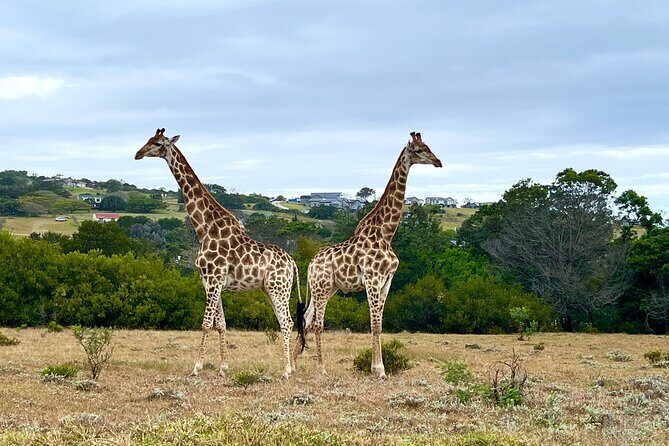 Kragga Kamma Game Drive and Scenic Coastal Tour in Port Elizabeth - Kragga Kamma Game Park: Seeing White Rhino, Buffalo, and Friends Without the Rush