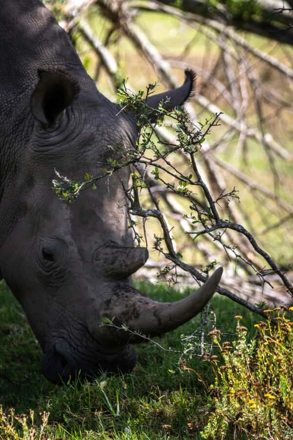 Kragga Kamma Game Park - A 200-hectare safari near Gqeberha, not deep in the bush