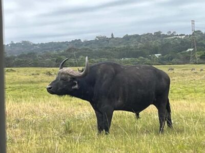 Kragga Kamma Game Park - Getting there from Port Elizabeth: easy in, easy out