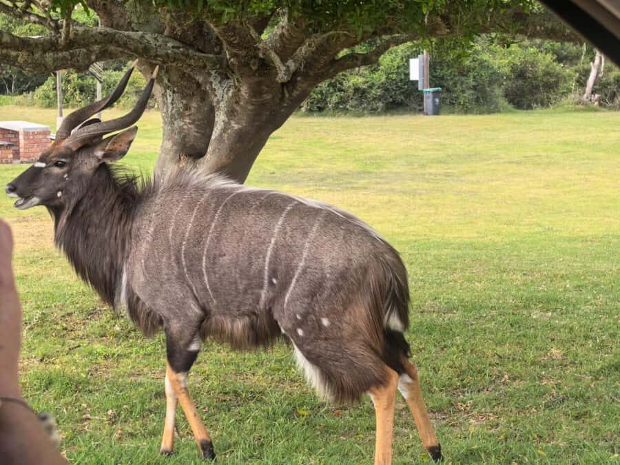 Kragga Kamma Game Park 4x4 & BBQ LUNCH - The 2-hour open-vehicle game drive: what you’re really paying for