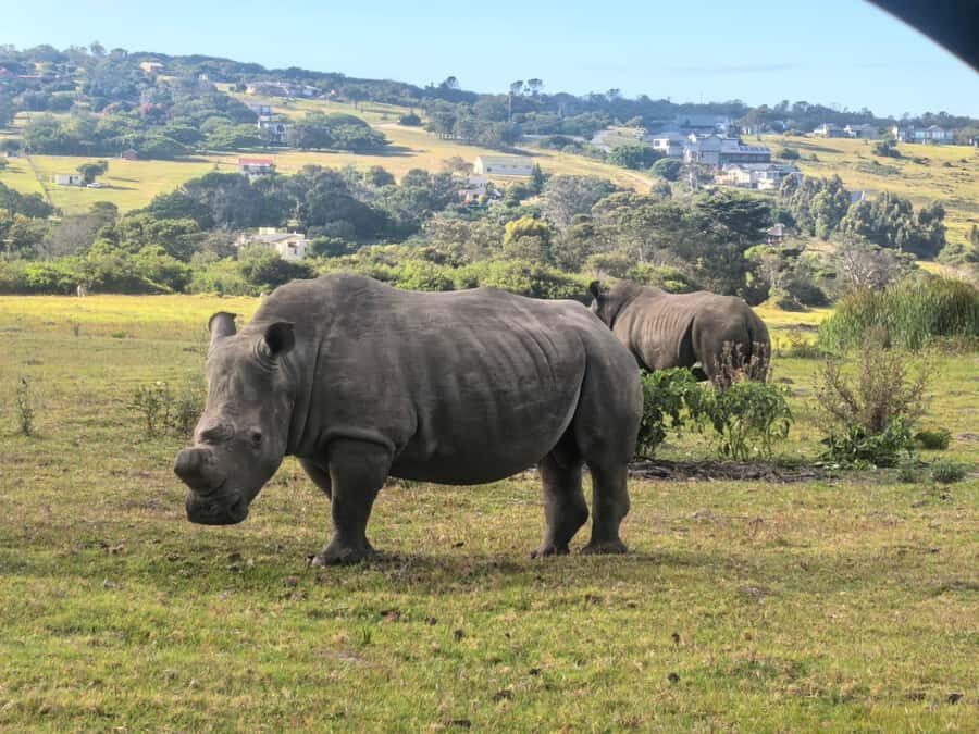 Kragga Kamma Game Park 4x4 & BBQ LUNCH - Animal viewing details: what to look for beyond the headline species
