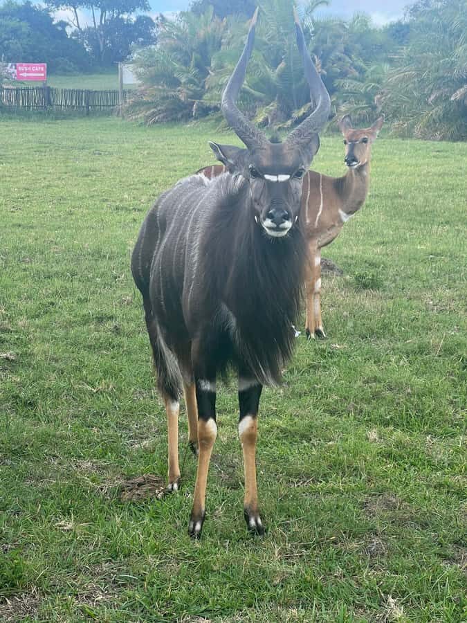 Kragga Kamma Game Park 4x4 & BBQ LUNCH - Price and value: is $143 per person fair for this half-day?