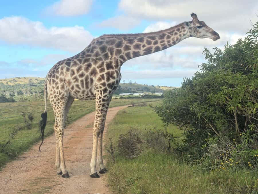 Kragga Kamma Game Park 4x4 & BBQ LUNCH - Getting there: pickup, the van ride, and switching to the open game vehicle