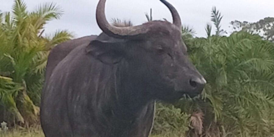 Kragga Kamma Game Park - Big cats reality check: enclosures, windows, and photo expectations