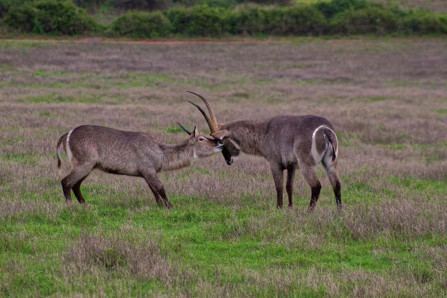 Kragga Kamma Game Park - What’s included (and what you’ll need to plan for): snacks, entry, and lunch