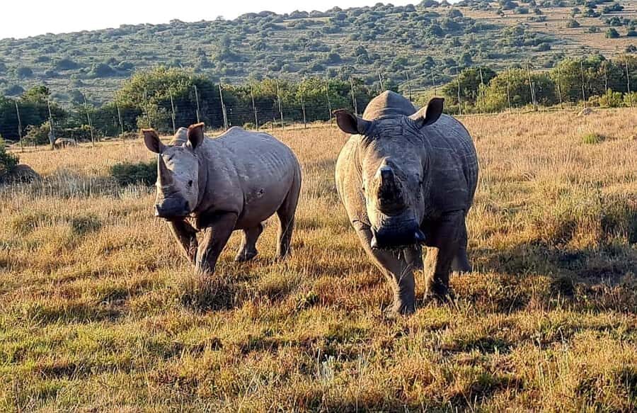Kragga Kamma Game Park - Price and value: $121 buys convenience more than “space”