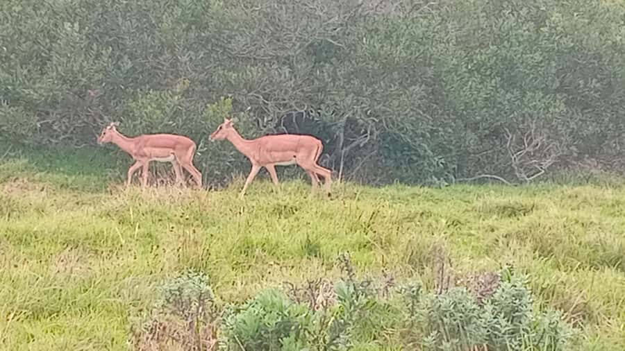 Kragga Kamma Game Park - Who this safari suits best (and who should adjust expectations)
