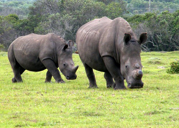 Kragga Kamma Game Park from Port Elizabeth - Key things I’d plan around