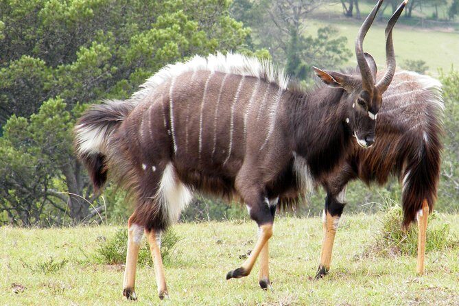 Kragga Kamma Game Park from Port Elizabeth - A quick safari that works when Port Elizabeth feels tight