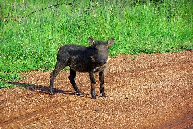Kragga Kamma Game Park from Port Elizabeth - The ranger-led safari: how the drive becomes the main event