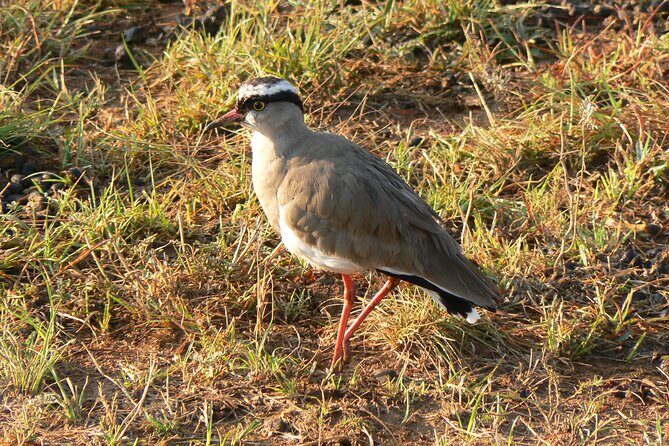 Kragga Kamma Game Park from Port Elizabeth - What you can hope to see at Kragga Kamma