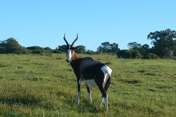 Kragga Kamma Game Park from Port Elizabeth - Photo tips and safari viewing habits that actually help