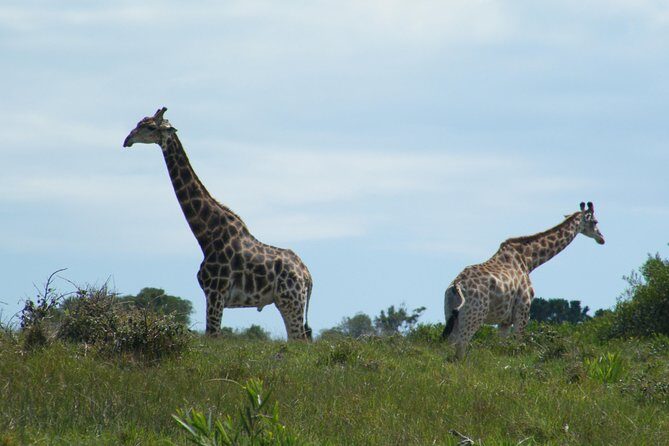 Kragga Kamma Game Park from Port Elizabeth - Timing realities: cruisers, fog delays, and fitting wildlife into a travel week