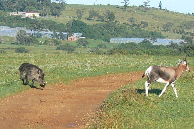 Kragga Kamma Game Park from Port Elizabeth - Price and value: what you get for about $80 per person