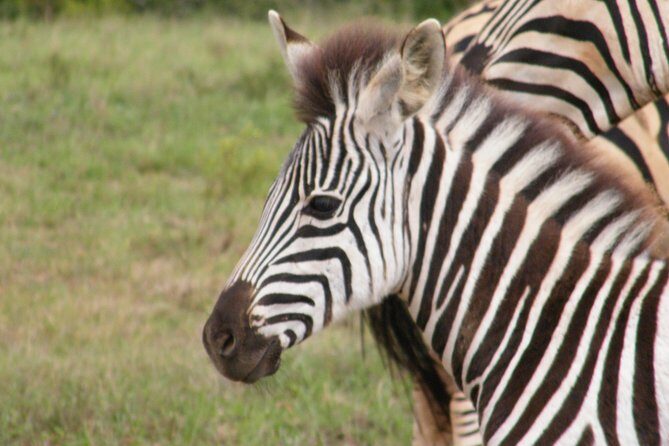 Kragga Kamma Game Park from Port Elizabeth - Who this tour fits best