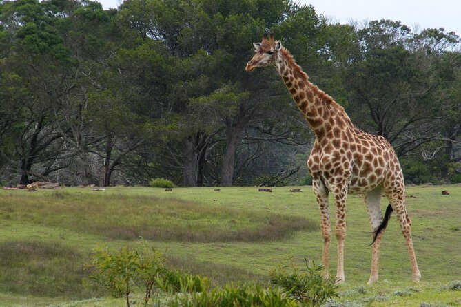 Kragga Kamma Game Park from Port Elizabeth - Getting there: pickup, time savings, and keeping the day on track