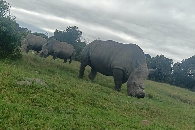 Kragga Kamma Game Park Safari Guided Tour in Port Elizabeth - Key things to know before you go