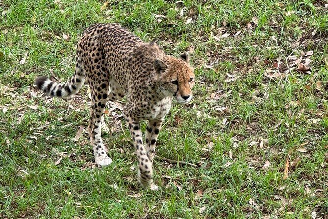 Kragga Kamma Game Park Safari Guided Tour in Port Elizabeth - A guided drive that actually teaches: animals, plants, and context