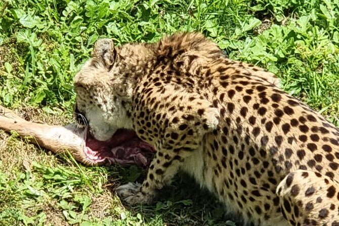 Kragga Kamma Game Park Safari Guided Tour in Port Elizabeth - How to make your sightings count during a short safari