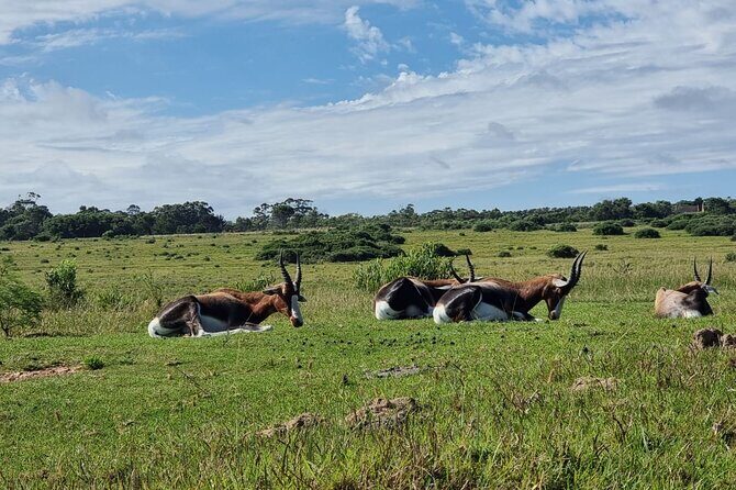 Kragga Kamma Game Park Safari Guided Tour in Port Elizabeth - Restaurant and curio time: planning your lunch the easy way