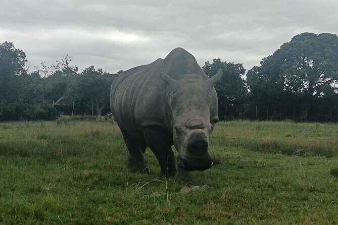Kragga Kamma Game Park Safari Guided Tour in Port Elizabeth - Price and value: is $63.42 fair for what you get?