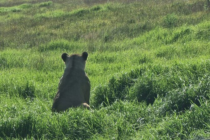 Kragga Kamma Game Park Safari Guided Tour in Port Elizabeth - Who should book Kragga Kamma (and who should think twice)