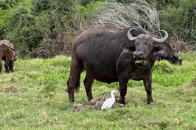 Kragga Kamma Game Park Safari Guided Tour in Port Elizabeth - Spotting focus: the three Big Five targets and their “why”