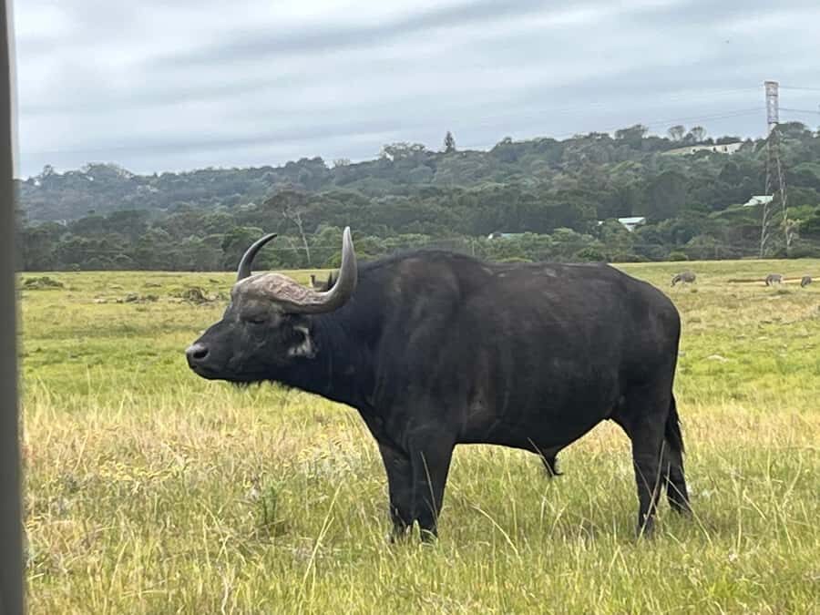 Kragga Kamma Game Park - Getting there from Port Elizabeth: easy in, easy out